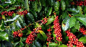 Uganda’s Flora