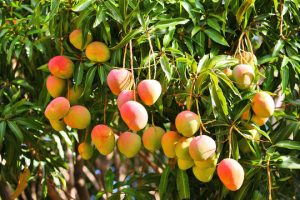 fruit