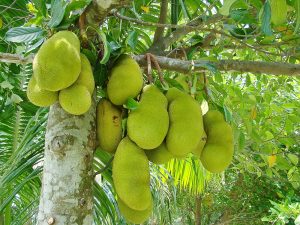 jackfruit