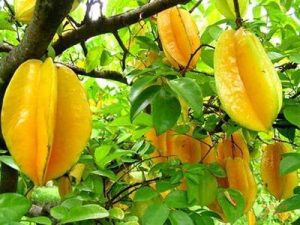 star fruit